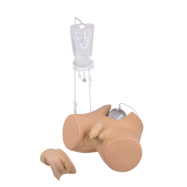 Simulateur mixte de sondage vésical masculin et féminin