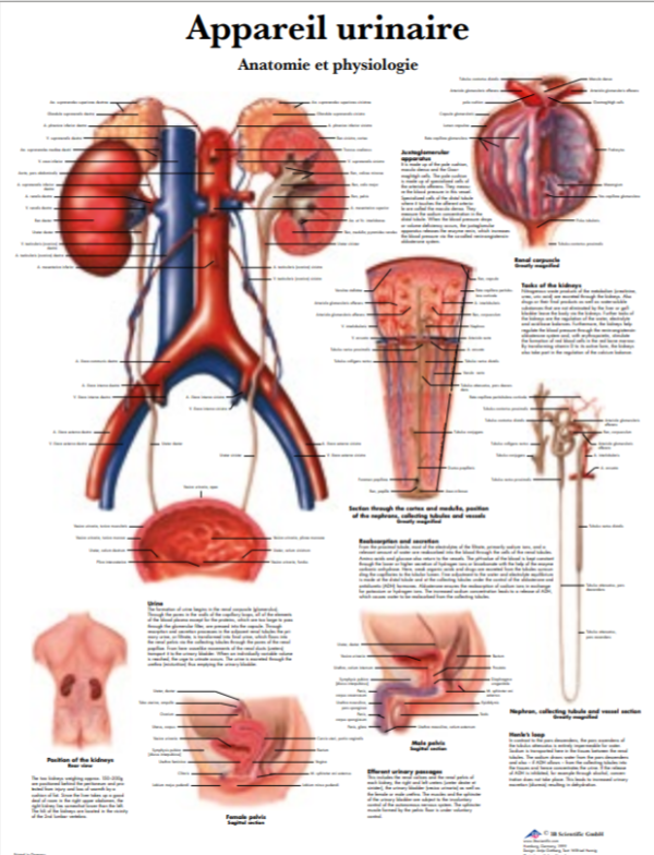 Simulateur d'examen de la prostate – Image 7