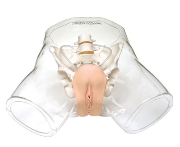Modèle de cathéter transparent - féminin – Image 2